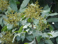 Sapindus laurifolius