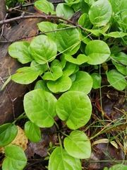 Pyrola rotundifolia