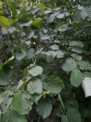 Corylus heterophylla
