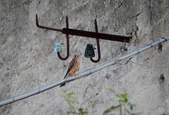 Falco naumanni