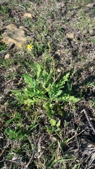 Arctotheca prostrata