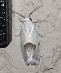 Acontiini