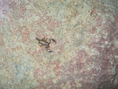 Euscorpius parthenopeius