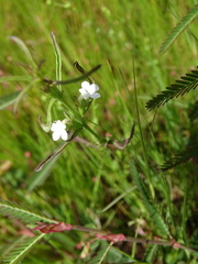 Striga densiflora