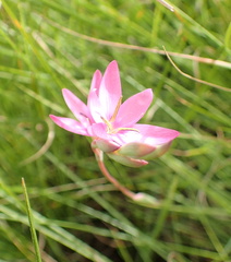 Hesperantha baurii