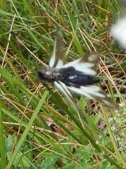 Libelloides coccajus