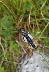 Libelloides coccajus