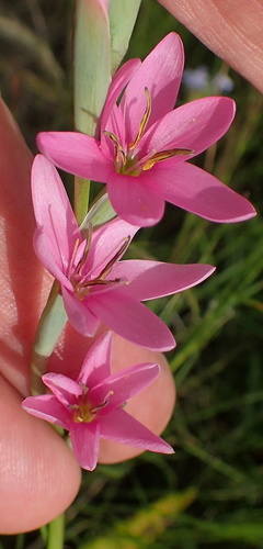 Image of Hesperantha baurii by no rights reserved