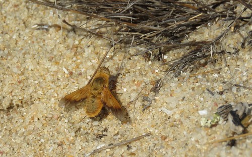 Heteralonia aeaca
