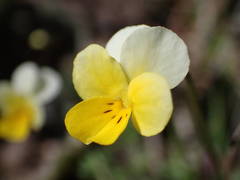 Viola roccabrunensis