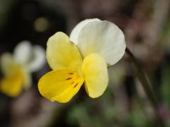 Viola roccabrunensis