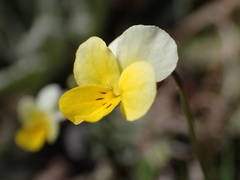 Viola roccabrunensis