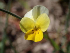 Viola roccabrunensis