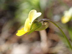 Viola roccabrunensis