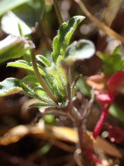 Viola roccabrunensis