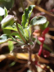 Viola roccabrunensis