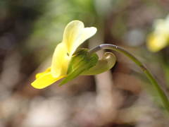 Viola roccabrunensis