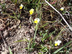 Viola roccabrunensis