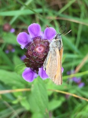 Thymelicus sylvestris