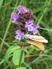Thymelicus sylvestris