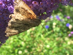 Apamea monoglypha