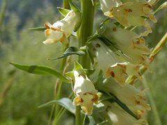 Digitalis micrantha