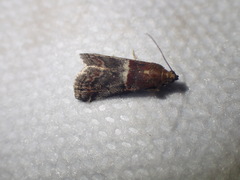 Acrobasis marmorea