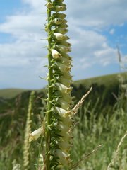 Digitalis micrantha