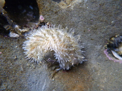 Aeolidia