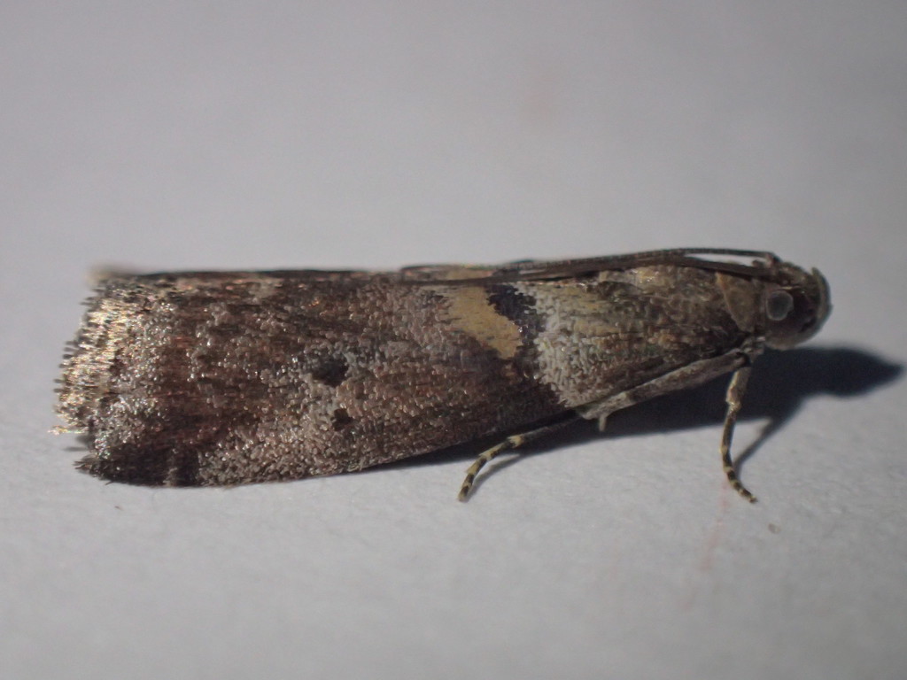 Acrobasis sodalella