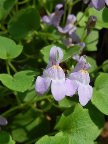 Image of Cymbalaria pallida by (c) Luca Fornasari, some rights reserved (CC BY)