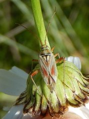 Calocoris roseomaculatus