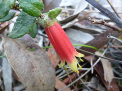 Correa reflexa scabridula