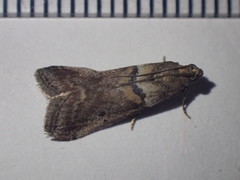 Acrobasis sodalella