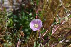 Clarkia davyi