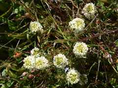 Triphysaria floribunda