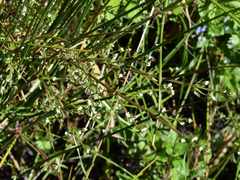 Galium trifidum columbianum