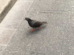 Columba livia domestica