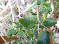Correa reflexa scabridula