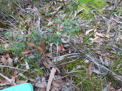 Correa reflexa scabridula