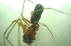 Microlinyphia pusilla