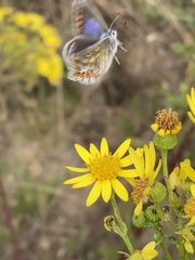 Polyommatus icarus