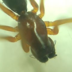 Microlinyphia pusilla