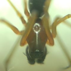 Microlinyphia pusilla