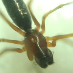 Microlinyphia pusilla