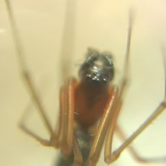 Microlinyphia pusilla