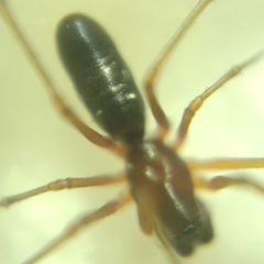 Microlinyphia pusilla