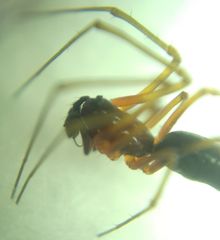 Microlinyphia pusilla