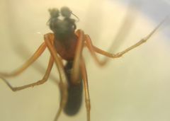 Microlinyphia pusilla