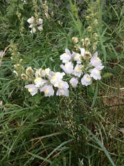 Linaria repens